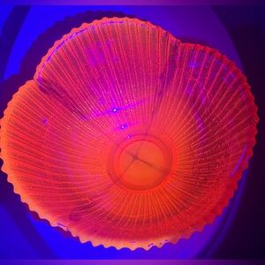 SOLD # 631L Blenko Flower Petal Bowl Amber Cadmium Extremely Rare GLOW UV Light